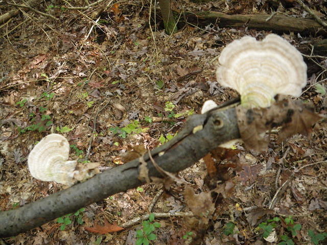 IMGP4261