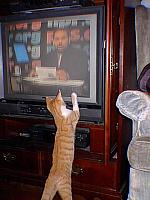 Our pets, 2000