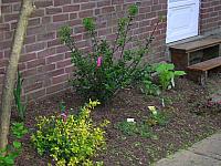 Garden at Friendship Road, May 2005