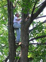 Tree pruning, June 2006