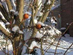 Snow on rosehips, 2009