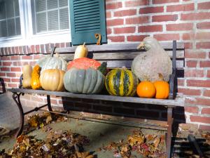 Heirloom squash