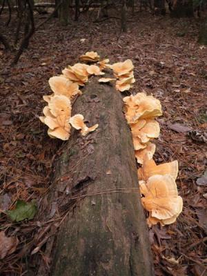 Laetiporus sulphureus