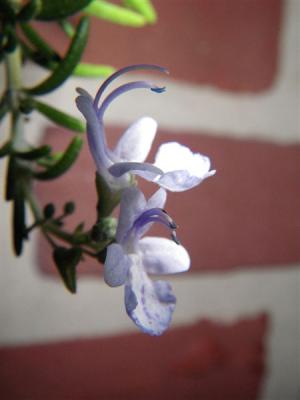Rosemary