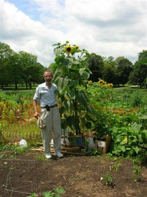 Sunflower