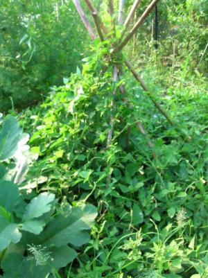 Bean abundance
