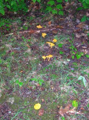 Chanterelles