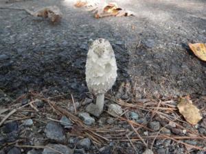 Coprinus comatus