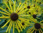 Rubeckia