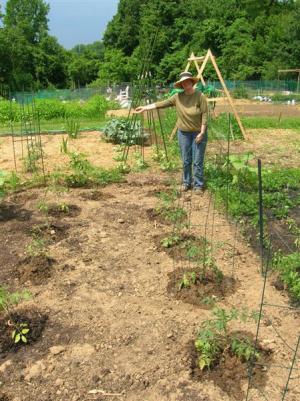 tomatoes tomatoes