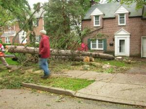 Tree removal