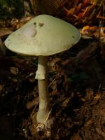 Amanita citrina