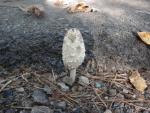 Coprinus comatus