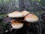 Pholiota